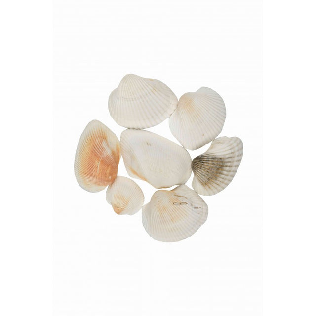 Accesorii creatie - scoici, 70g, set 6-9 buc, Colorarte, 6902