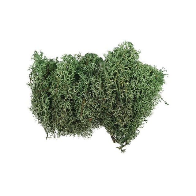 Licheni stabilizati, verde inchis, cu sclipici, punga 20g, Colorarte, Q1