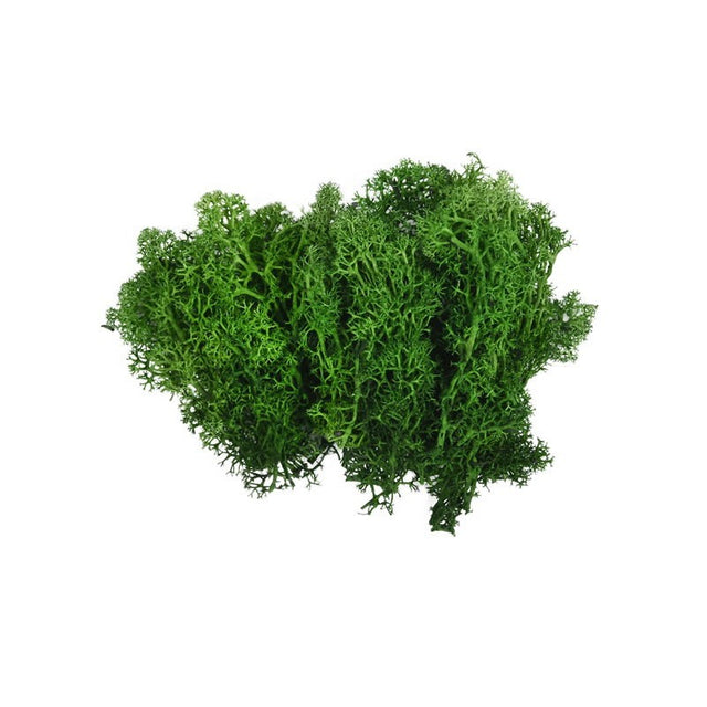 Licheni stabilizati, verde inchis, punga 20g, Colorarte, Q1