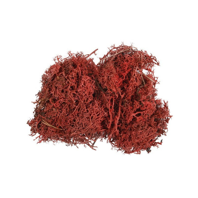 Licheni stabilizati, rosu, punga 30g, Colorarte, Q2