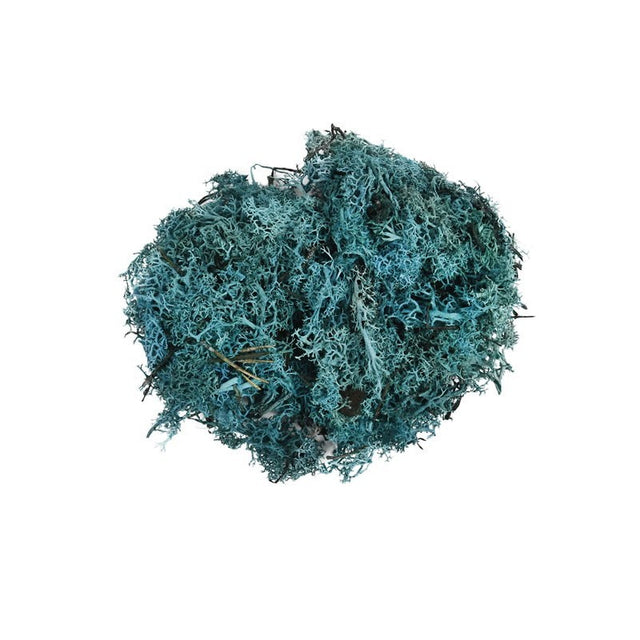 Licheni stabilizati, turcoaz, punga 30g, Colorarte, Q2