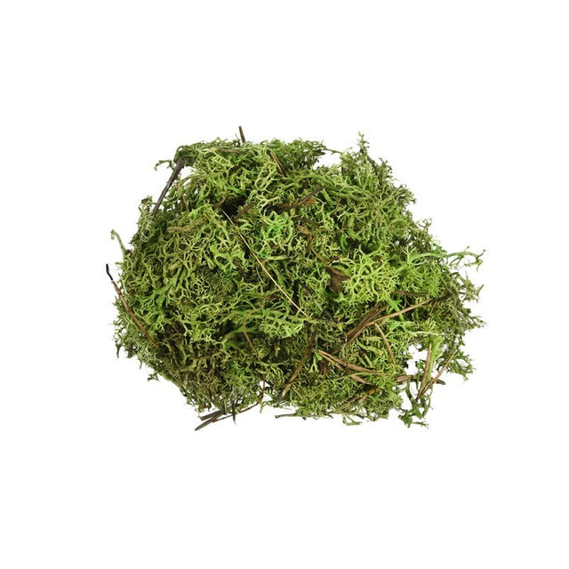 Licheni stabilizati, verde deschis, punga 30g, Colorarte, Q2